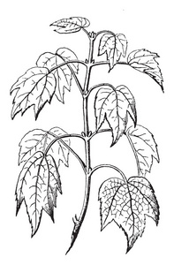 这是一个红色枫芽的图像，它们是相反的，就像叶子的复古线绘图或雕刻插图。