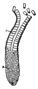 柱状上皮衬里腺体复古线绘图或雕刻插图。