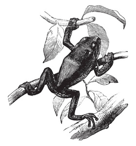 一只树蛙栖息在许多树枝上，老式的线条画或雕刻插图。