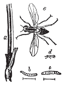玉米蝇，这是相当稀缺的昆虫，复古线绘图或雕刻插图。