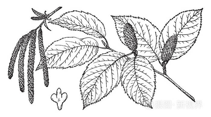 一种图片,显示了甜桦树的分支,也被称为白桦树,原产于北美东部的古董