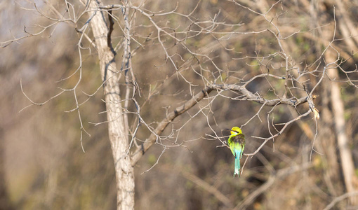 坐在树上的蓝尾蜜蜂照片