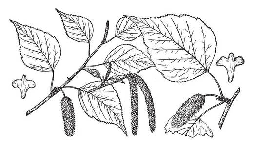 一种贝图拉树枝的图表，有许多叶子和圆锥形，向下悬挂，复古线，绘图或雕刻插图。