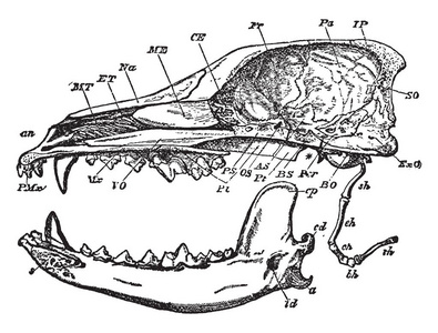 狗头骨骼结构图图片