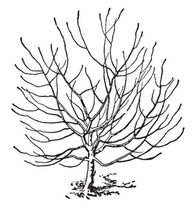 广泛蔓延的枝条一种广泛传播的树木的图片,它有茎,树枝和树干,但没有