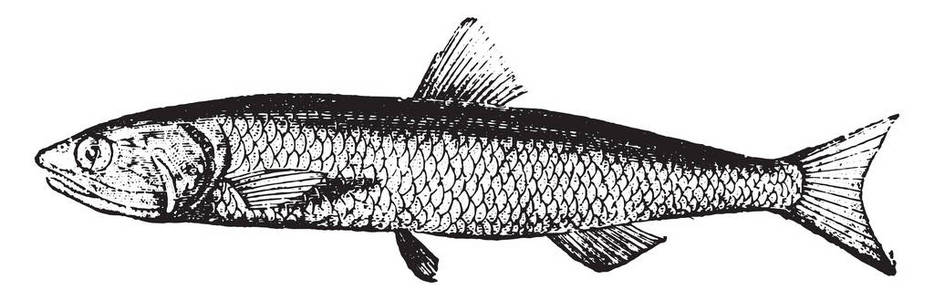 凤尾鱼复古雕刻插图。 动物的自然历史1880年