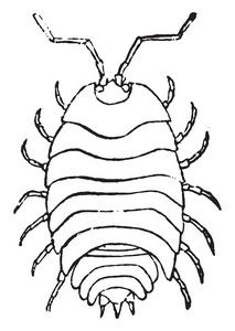 和马陆采用奶牛动物的粪便咸虫是一种寄生的异足甲壳动物,复古线绘图