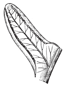 一张翼状花序的图片，它显示静脉和Sori古董线绘图或雕刻插图。