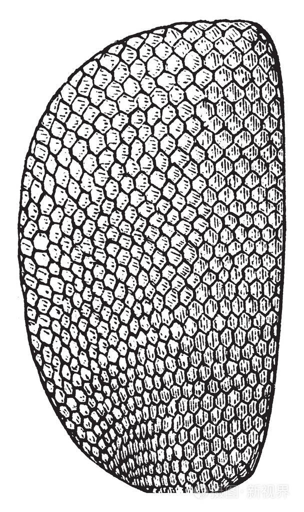 这幅插图代表了家蝇复古线绘图或雕刻插图的复眼