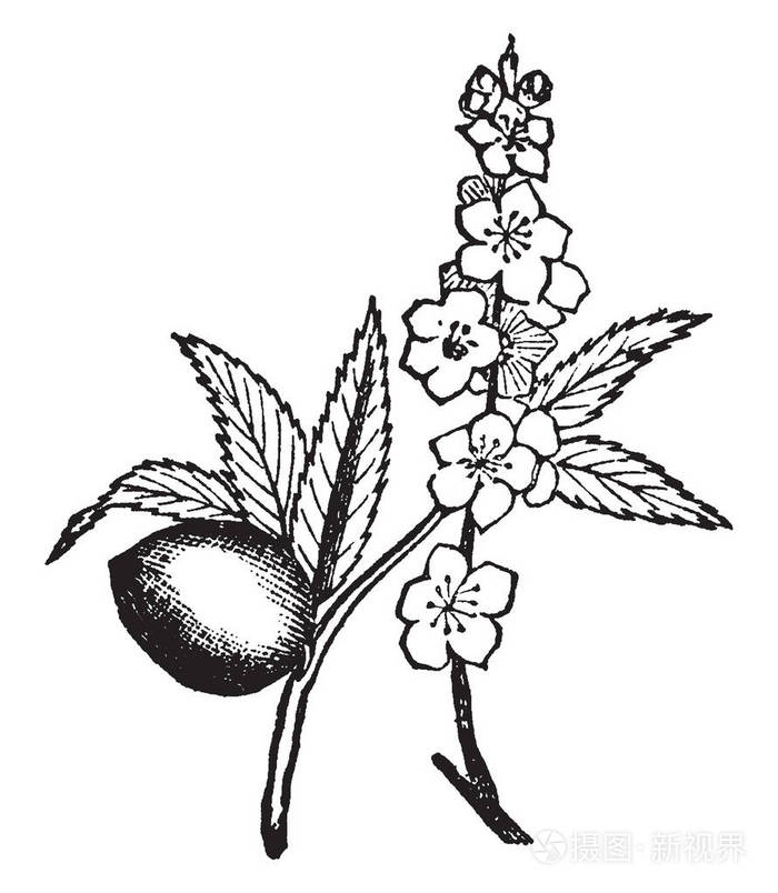 在这张图片中小的和落叶的果实是杏仁树的复古线绘图或雕刻插图