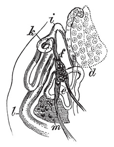 类虫的生殖器官有常见的玻璃体管复古线绘制或雕刻插图。