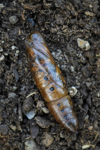 在绿叶上绿色睥睨 nerii 卡特彼勒或夹竹桃天蛾特写白色背景夹竹桃鹰