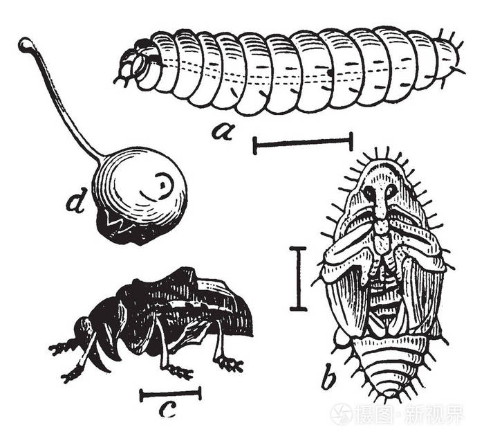 卷尾猴是一个象鼻虫属属于卷尾猴科老式线条画或雕刻插图