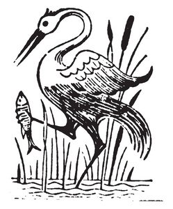 捕鸟图片-捕鸟素材-捕鸟插画-摄图新视界