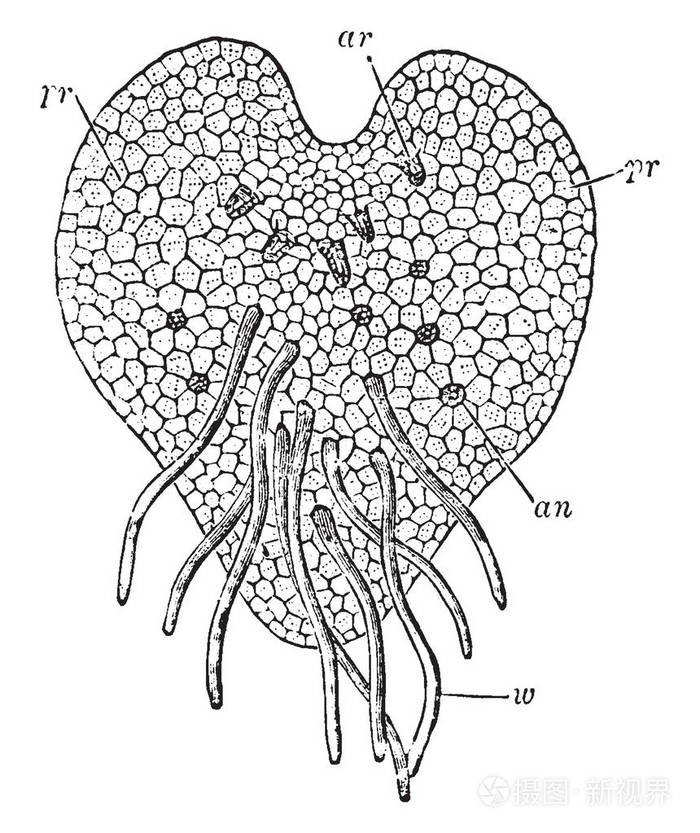 蕨的根状茎横切结构图图片