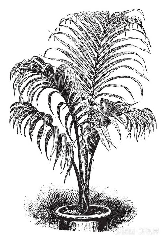 一种棕榈树常见于澳大利亚和新西兰称为罗帕洛蒂利斯鲍尔它们往往达到