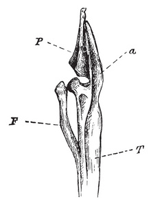 这个插图代表了一个格雷贝的腿骨，复古线绘图或雕刻插图。