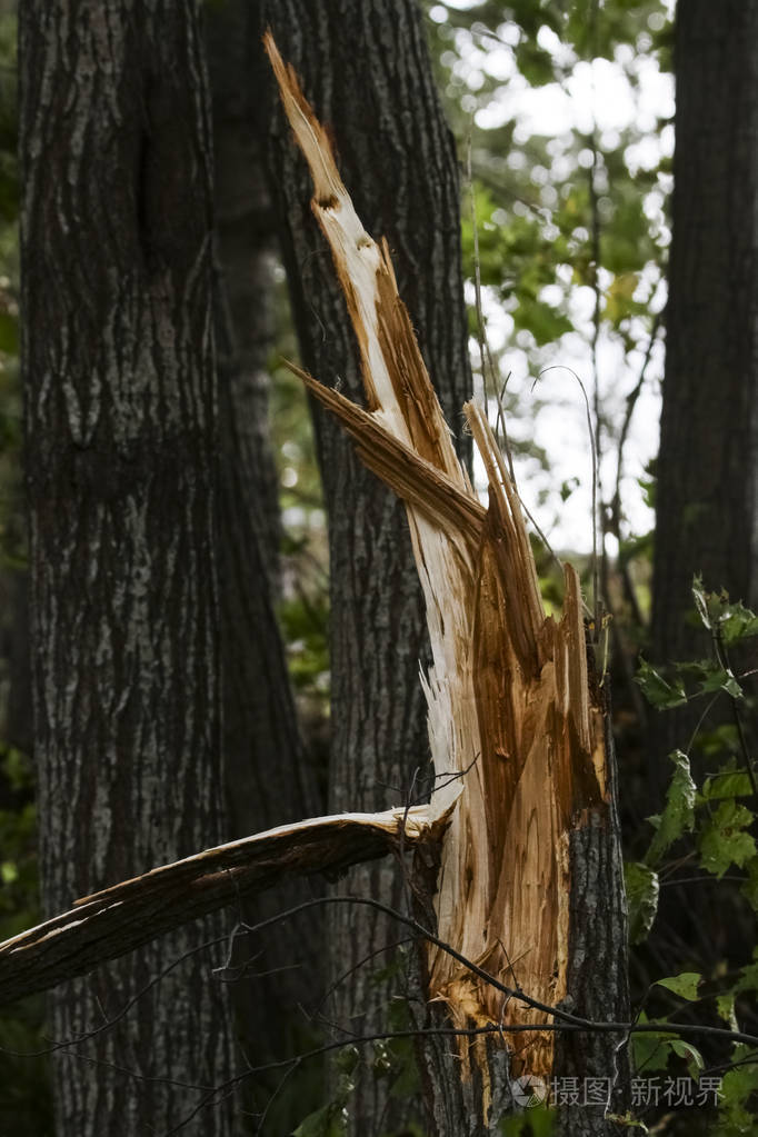 风暴破坏和森林中的破树.