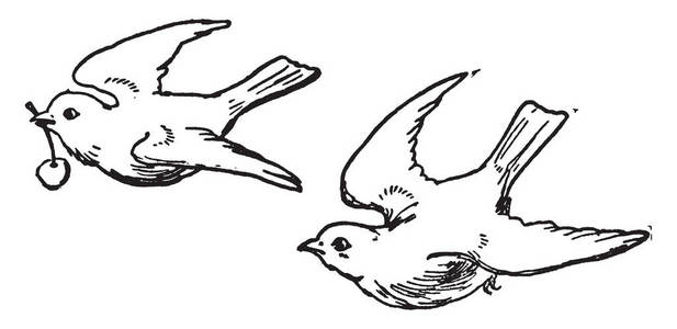 这张卡片代表两只在天空中飞翔的鸟.一只鸟嘴里衔着水果.