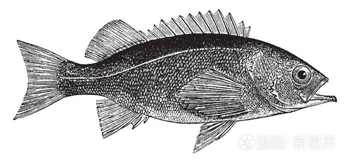 鱼是一种细长的黑色，复古线绘图或雕刻插图。