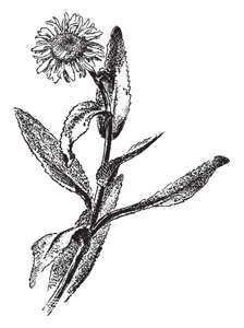 图像显示了菊花漆。它们被认为是进化程度最高的双子叶植物，其特点是小花排列在浓密的头部，类似于单花，复古线绘图或雕刻插图。