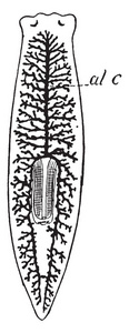 扁虫是一门相对简单的双体无分割软体无脊椎动物，复古线绘图或雕刻插图。