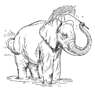 一只大象站在水里,在树干上拿着树枝,画着老式的线条或雕刻插图照片