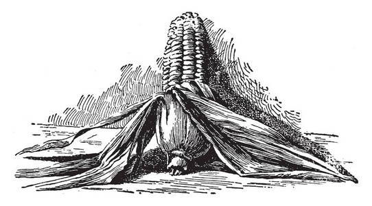  the front part of the corn is peeled, vintage line drawing or e