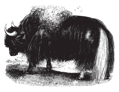 牦牛是一种大型驯养野牛,有蓬松的头发,老式的线条绘图或雕刻插图.