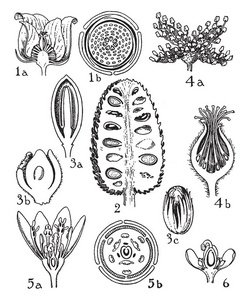 这张照片显示了花瓣,柱头,种子,花药,所有内部部分的花,复古线绘图或