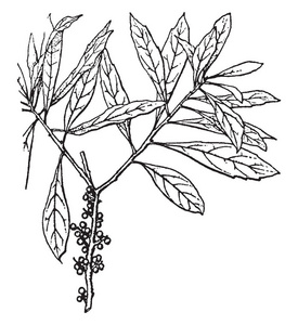 图为杨梅的植物.是桃科小乔木约35-50种的属.