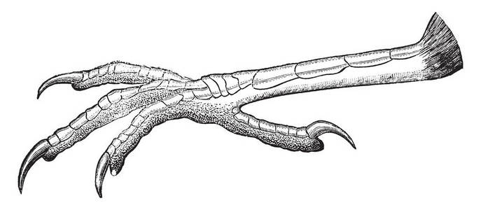 此插图表示Grackle脚，复古线绘图或雕刻插图。