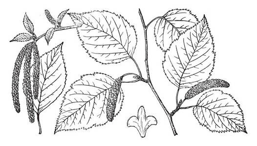 这是一个有许多叶子和水果的桦树枝的图像。它被称为BetulaPapyrifera，复古线绘图或雕刻插图。