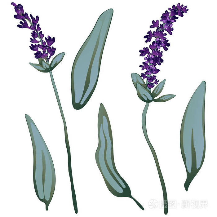 植物的全名:薰衣草. 矢量花为背景纹理包装图案框架或边框.