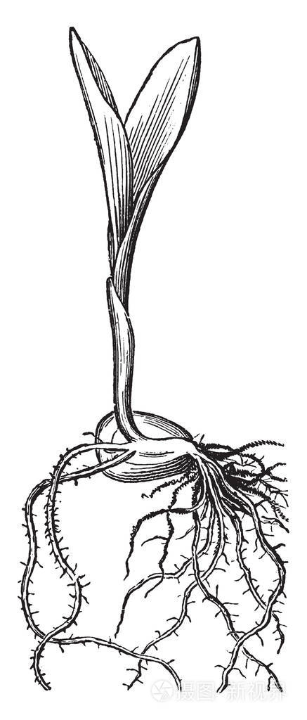 这张图片显示了印度玉米根和两片叶子的生长复古线绘图或雕刻插图
