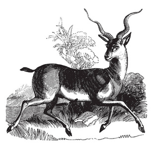 常见的羚羊长度是四英尺和高度两，复古线绘图或雕刻插图。