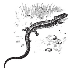 棕背蝾螈生活在北美东部树木丛生的山坡上的红背火蜥蜴,老式线条画或