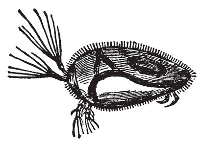 水蚤是一种流行的名称，用于微小水生甲壳类动物，复古线绘图或雕刻插图。