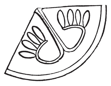 图片显示佩波的胚珠结构,包括最里面的轮花的植物古尔,复古线绘图或