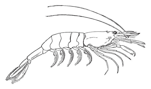 对虾是属于亚阶松枝，复古线绘图或雕刻插图。
