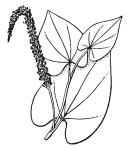 图片显示了索鲁斯植物的茎.它是一种观赏植物,原产于北美东部.