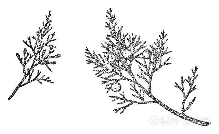 杜松一种杜松原产于中欧和南欧以及西亚和中亚复古线绘图或雕刻插图