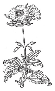 植物发育图片-植物发育素材-植物发育插画-摄图新视界