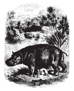 河马是一种大型的，主要是食草的半水生哺乳动物，原产于撒哈拉以南非洲，复古的线条绘制或雕刻插图。