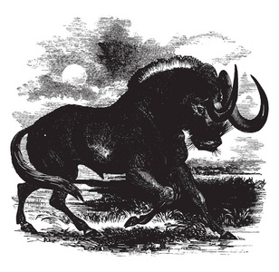 GNU有一对可怕的角，先向下，然后向上拉旧品线绘图或雕刻插图。