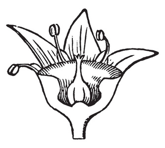 花萼图片-花萼素材-花萼插画-摄图新视界