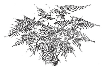 动漫图片可图片