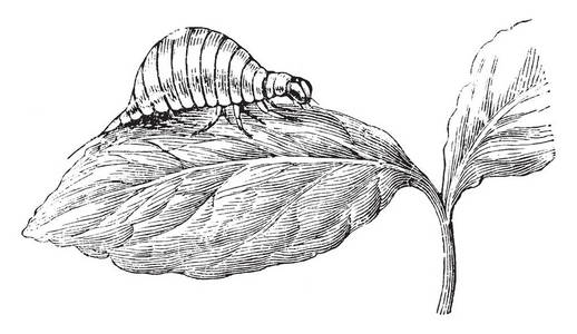 科罗拉多甲壳虫幼虫很不像成年昆虫，复古线绘图或雕刻插图。