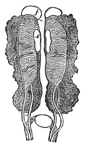 此图像代表男性泌尿生殖器官老式线条绘制或雕刻插图。