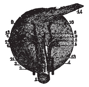 这个插图代表眼睛的肌肉，复古线绘图或雕刻插图。
